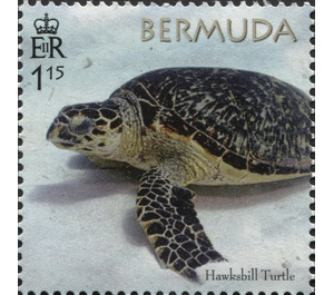 50th Anniversary of the Bermuda Turtle Project - North America / Bermuda 2018 - 1.15