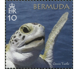 50th Anniversary of the Bermuda Turtle Project - North America / Bermuda 2018 - 10