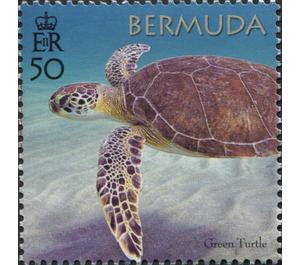 50th Anniversary of the Bermuda Turtle Project - North America / Bermuda 2018 - 50