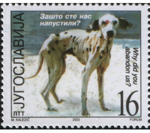 Abandoned Dog (Canis lupus familiaris) - Yugoslavia 2003 - 16