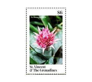 Aechmea primera - Caribbean / Saint Vincent and The Grenadines 2020