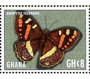 Aeropetes tulbaghia - West Africa / Ghana 2017 - 8