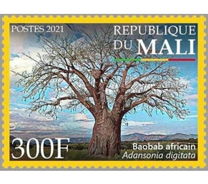 African Baobab (Adansonia digitata) - West Africa / Mali 2021