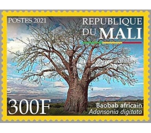 African Baobab (Adansonia digitata) - West Africa / Mali 2021