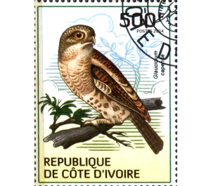 African Barred Owlet (Glaucidium capense) - West Africa / Ivory Coast 2014 - 500