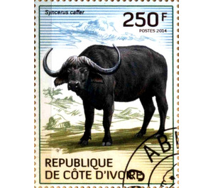 African Buffalo (Syncerus caffer) - West Africa / Ivory Coast 2014 - 250