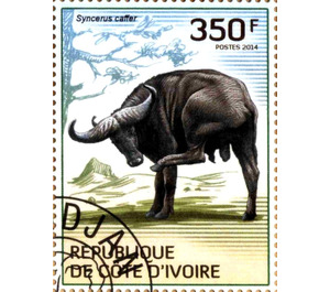 African Buffalo (Syncerus caffer) - West Africa / Ivory Coast 2014 - 350