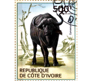 African Buffalo (Syncerus caffer) - West Africa / Ivory Coast 2014 - 500