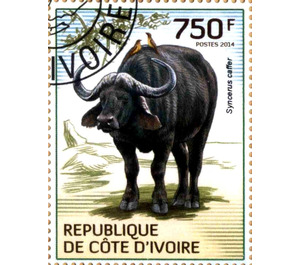 African Buffalo (Syncerus caffer) - West Africa / Ivory Coast 2014 - 750