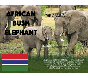 African Bush Elephant - West Africa / Gambia 2021