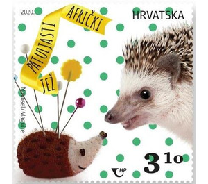 African Dwarf Hedgehog - Croatia 2020 - 3.10