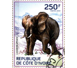 African Elephant (Loxodonta africana) - West Africa / Ivory Coast 2014 - 250