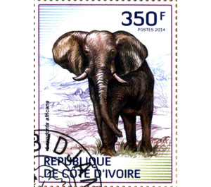 African Elephant (Loxodonta africana) - West Africa / Ivory Coast 2014 - 350