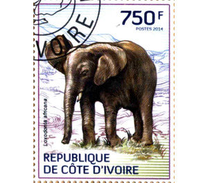 African Elephant (Loxodonta africana) - West Africa / Ivory Coast 2014 - 750