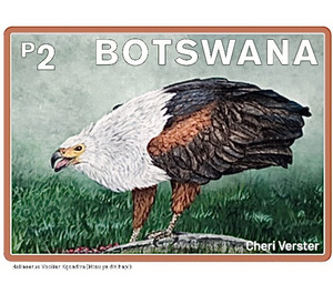 African Fish Eagle (Haliaeetus vocifer) - South Africa / Botswana 2021 - 2