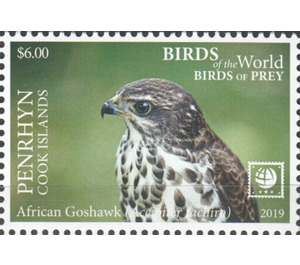 African Goshawk - Polynesia / Penrhyn 2019 - 6