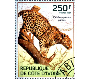 African Leopard (Panthera pardus pardus) - West Africa / Ivory Coast 2014 - 250