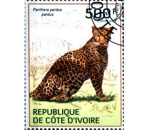 African Leopard (Panthera pardus pardus) - West Africa / Ivory Coast 2014 - 500