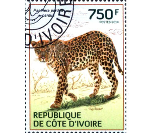 African Leopard (Panthera pardus pardus) - West Africa / Ivory Coast 2014 - 750