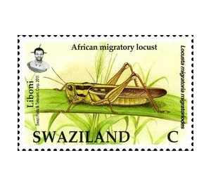 African Migratory Locust (Locusta migratoria migratoriodes) - South Africa / Swaziland 2012