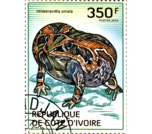 African Ornate Frog (Hildebrandtia ornate) - West Africa / Ivory Coast 2014 - 350