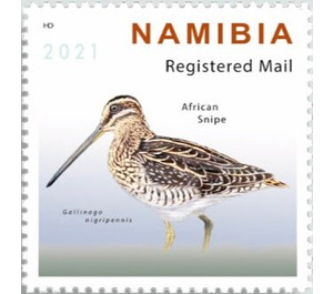 African snipe (Gallinago nigripennis) - South Africa / Namibia 2021