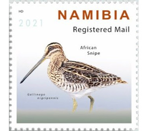 African snipe (Gallinago nigripennis) - South Africa / Namibia 2021