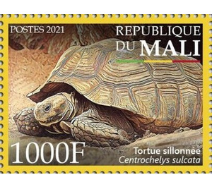 African Spurred Tortoise (Centrochelys sulcata) - West Africa / Mali 2021