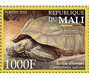 African Spurred Tortoise (Centrochelys sulcata) - West Africa / Mali 2021