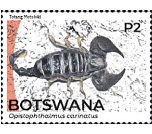 African Yellow Leg Scorpion (Opistophthalmus carinatus) - South Africa / Botswana 2021 - 2