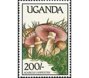 Agaricus campestris - East Africa / Uganda 1989 - 200