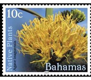 Agave inaguensis - Caribbean / Bahamas 2019 - 10