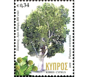 Agia Mavri Oriental Plane, 800 years old - Cyprus 2019 - 0.34