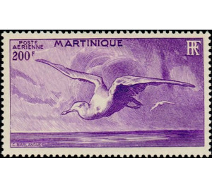 Albatross (Diomedea sp.) - Caribbean / Martinique 1947 - 200