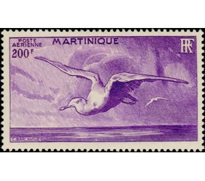 Albatross (Diomedea sp.) - Caribbean / Martinique 1947 - 200