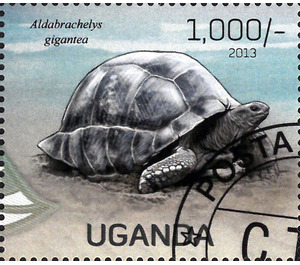 Aldabrachelys gigantea - East Africa / Uganda 2013
