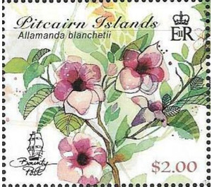 Allamanda blanchetii - Polynesia / Pitcairn Islands 2018