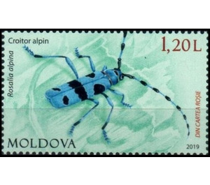 Alpine Longhorn Rosalia (Rosalia alpina) - Moldova 2019 - 1.20