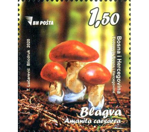 Amanita caesarea - Bosnia and Herzegovina 2020 - 1.50