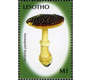 Amanita pantherina - South Africa / Lesotho 2007 - 1