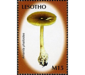 Amanita phalloides - South Africa / Lesotho 2007 - 15