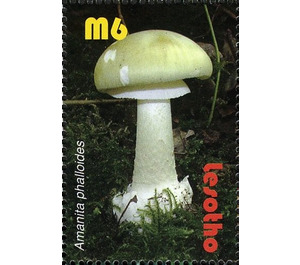 Amanita phalloides - South Africa / Lesotho 2007 - 6