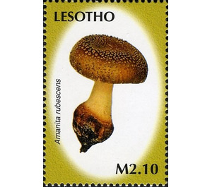 Amanita rubescens - South Africa / Lesotho 2007 - 2.10