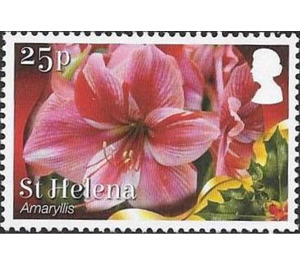 Amaryllis - West Africa / Saint Helena 2017 - 25