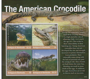 American Crocodile (Crocodylus acutus) - Caribbean / Antigua and Barbuda 2020