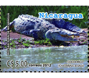 American Crocodyle (Crocodylus acutus) - Central America / Nicaragua 2012 - 5