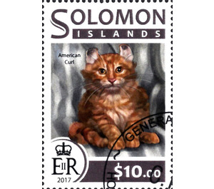 American Curl - Melanesia / Solomon Islands 2017 - 10