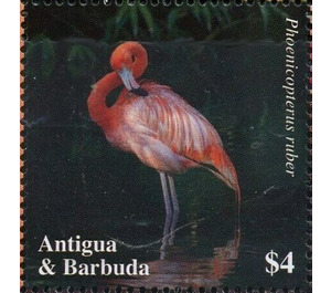 American flamingo - Caribbean / Antigua and Barbuda 2020 - 4