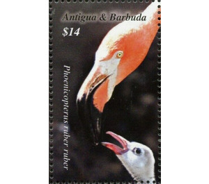 American Flamingo (Phoenicopterus ruber) - Caribbean / Antigua and Barbuda 2020 - 14