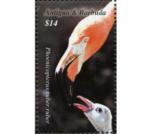 American Flamingo (Phoenicopterus ruber) - Caribbean / Antigua and Barbuda 2020 - 14